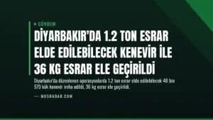 Diyarbakır’da 1.2 Ton Esrar Elde Edilebilecek Kenevir İle 36 Kg Esrar Ele Geçirildi